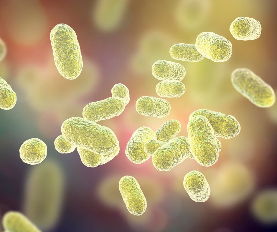 Gut Health Microbiome